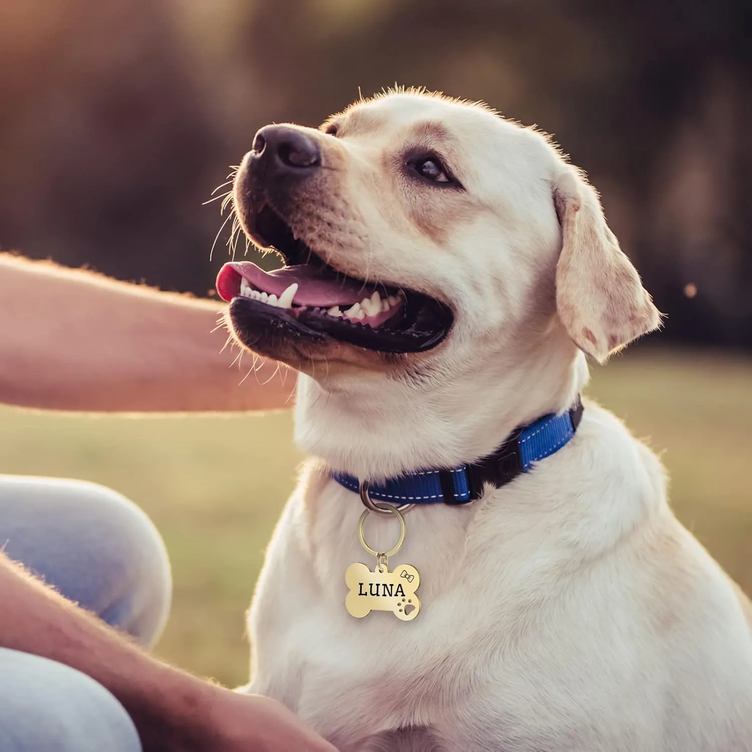 2 Pack Personalized Pet ID Tags, Stainless Steel Dog Tags,Custom Bone&Hollowed Paw Shaped Engraved Dog Name, Label, Address & Phone, Customizable on Both Sides (Medium, Gold)