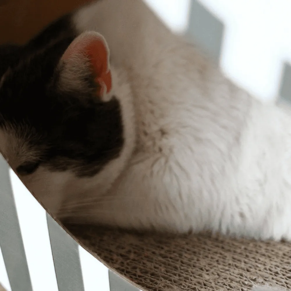 Cardboard Mat for Mia Reversible Cat Cave by MyKotty