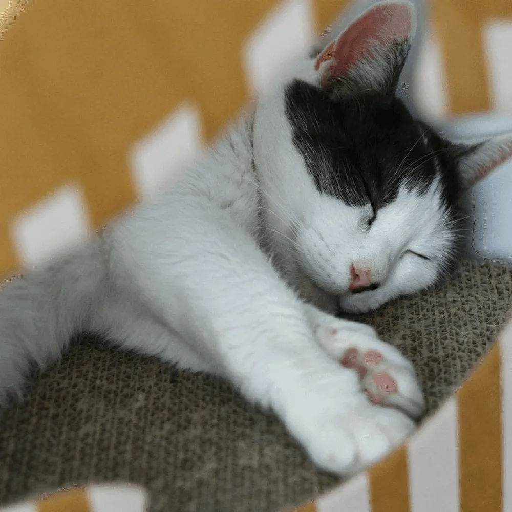 Cardboard Mat for Mia Reversible Cat Cave by MyKotty