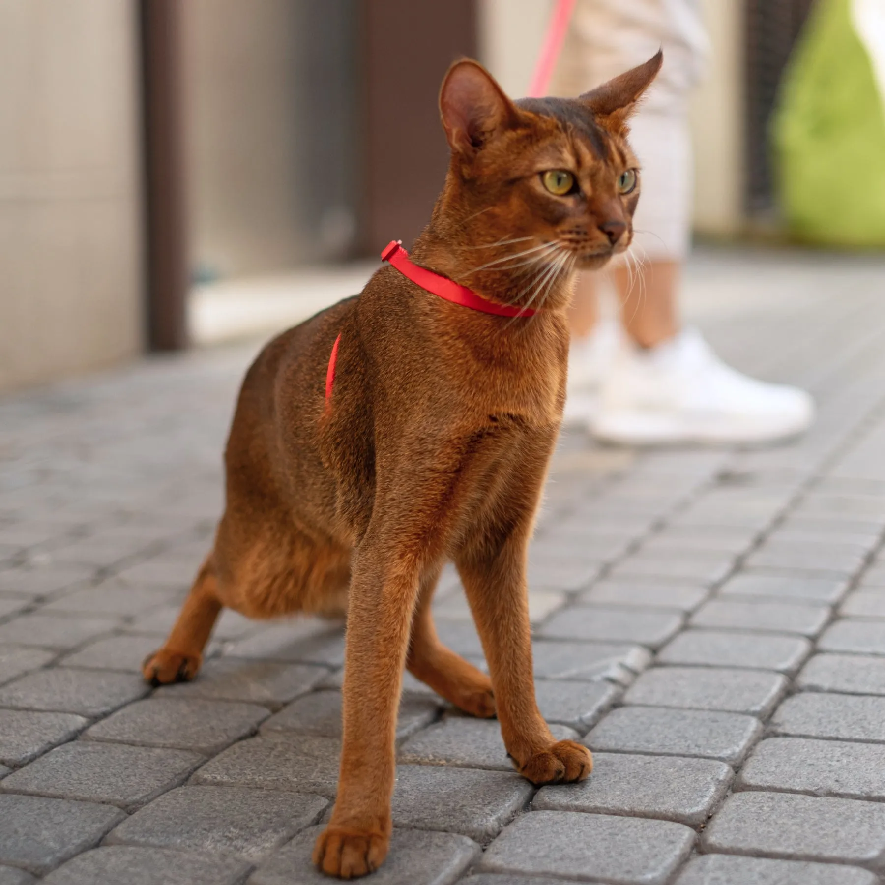 Escape-Proof Training Leash - Nylon