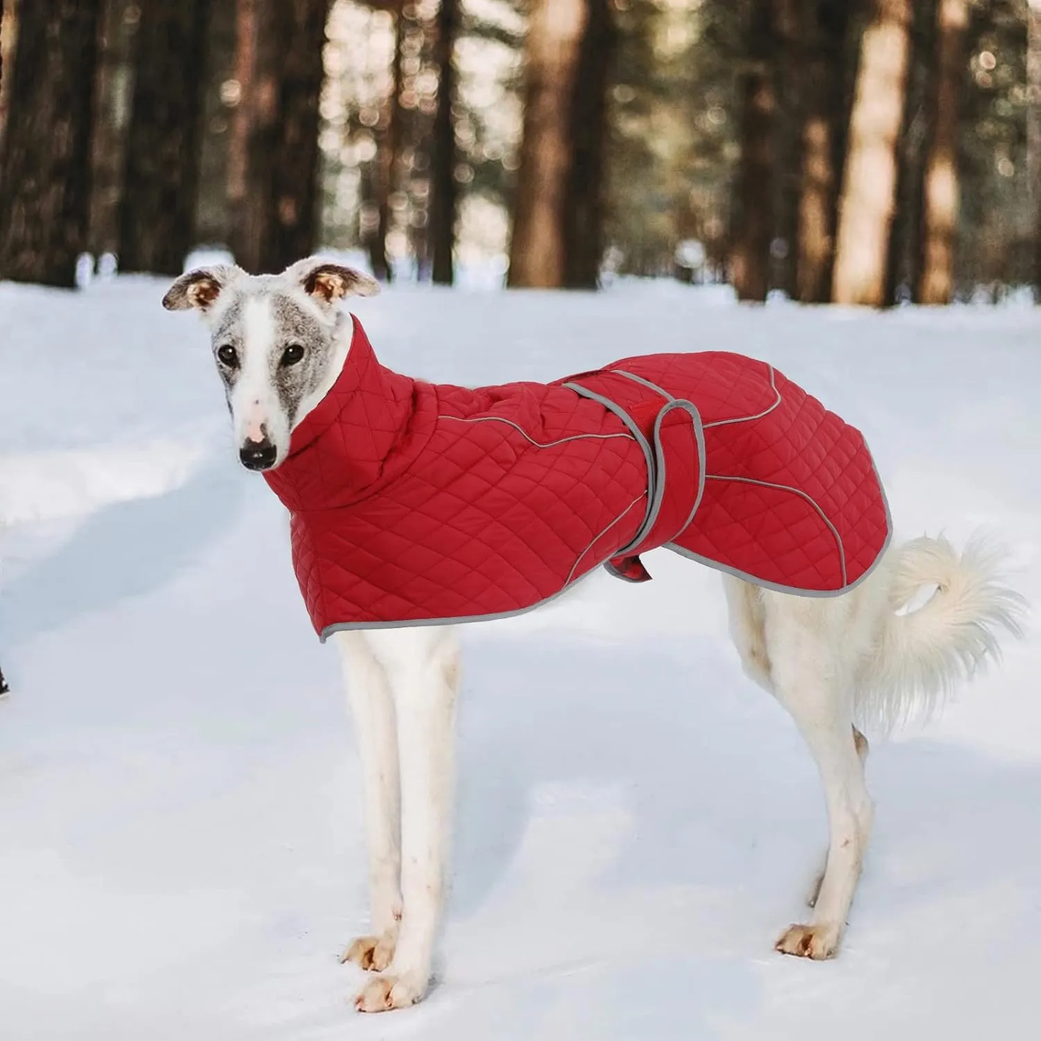 Greyhound Winter Coat, Whippet Coat with Padded Fleece Lining, Water Resistant Dog Jacket with Hook and Loop Closure and Reflective Trim Safety - Red - XSmall