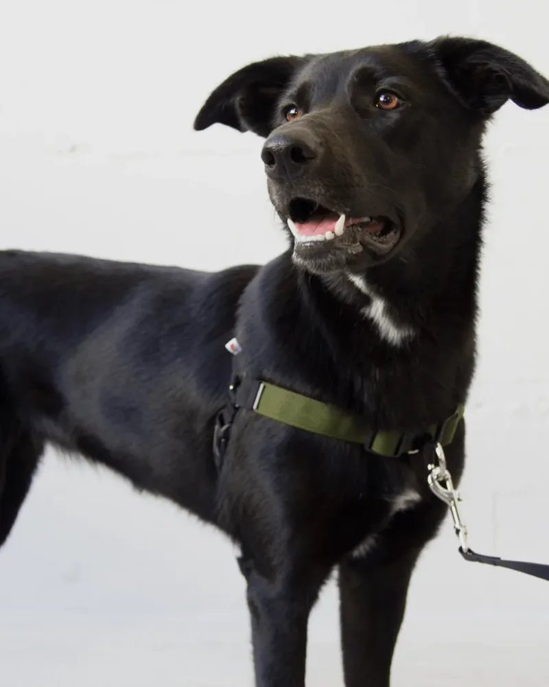 Linden No Pull Front Clip Dog Harness