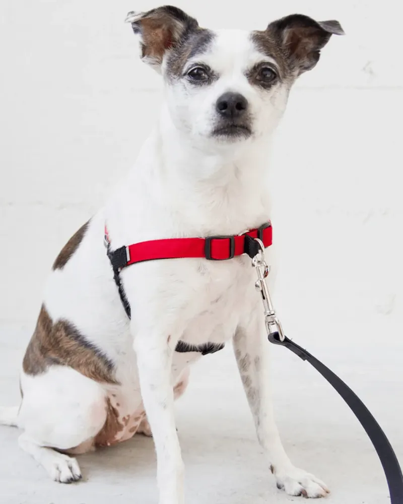 Linden No Pull Front Clip Dog Harness