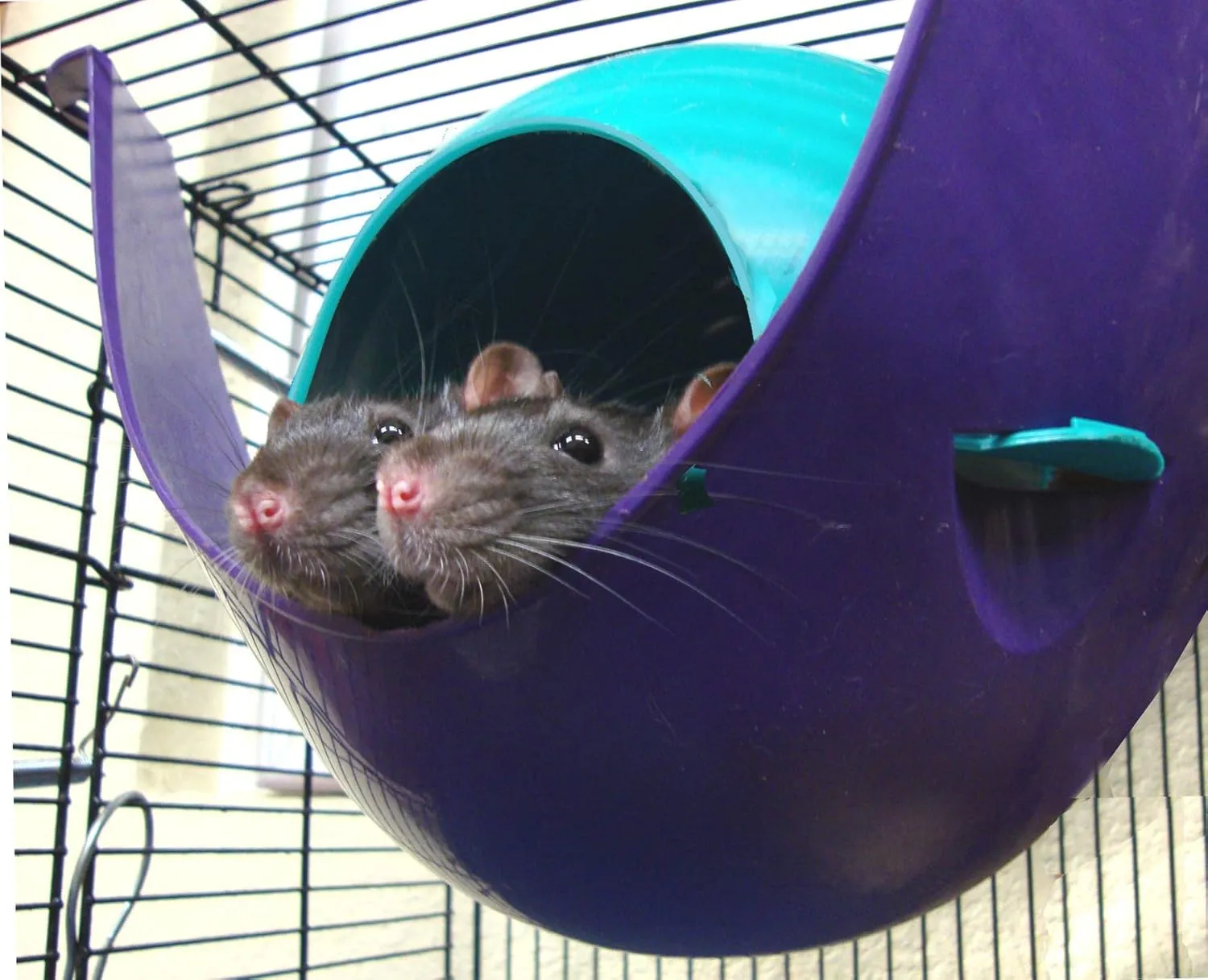 Lixit Igloos and Hideaways for Guinea Pigs, Rats, Mice, Hamsters, Gerbils and Other Small Animals (Assorted, Large Space Pod)