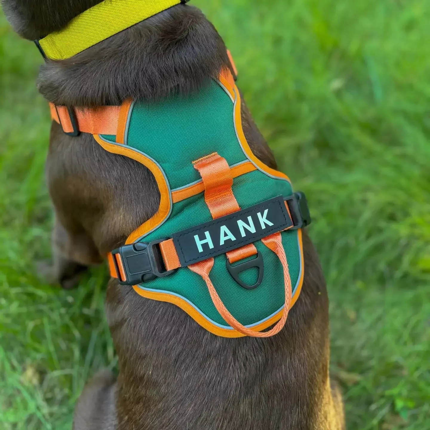 Orange Cyan Custom Canine Dog Y Harness | 2TLE