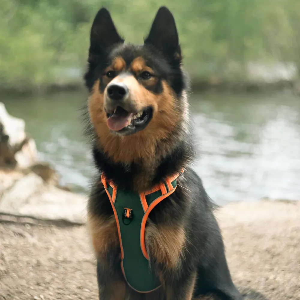 Orange Cyan Custom Canine Dog Y Harness | 2TLE