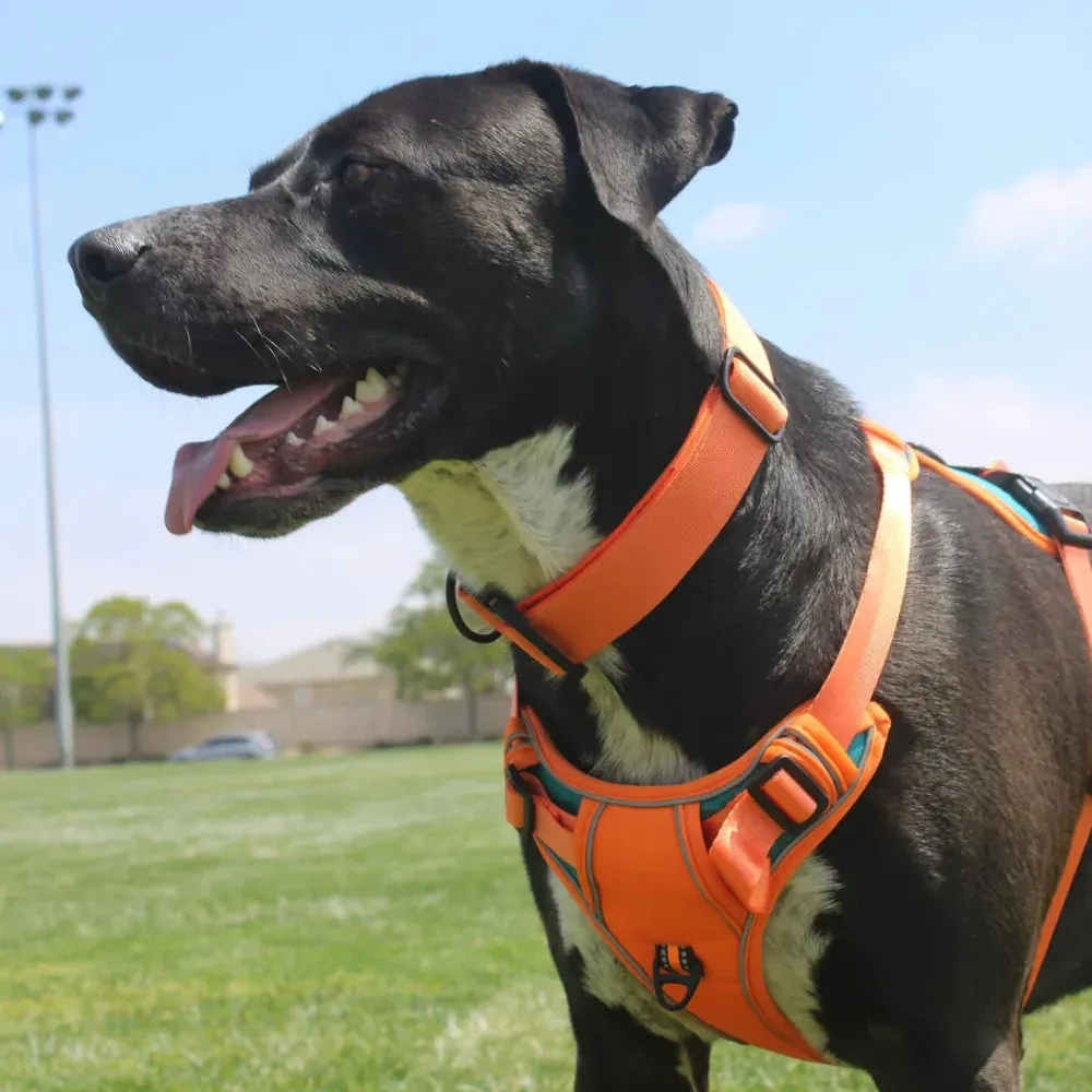 Orange Cyan Custom Canine Dog Y Harness | 2TLE