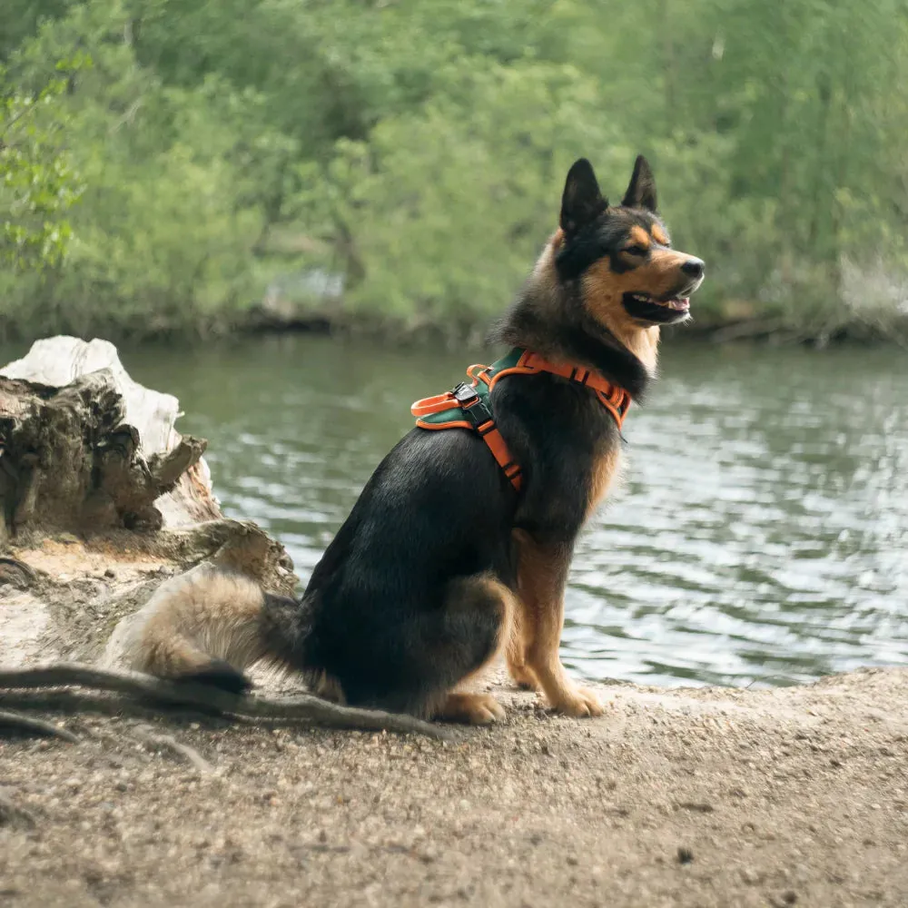 Orange Cyan Custom Canine Dog Y Harness | 2TLE