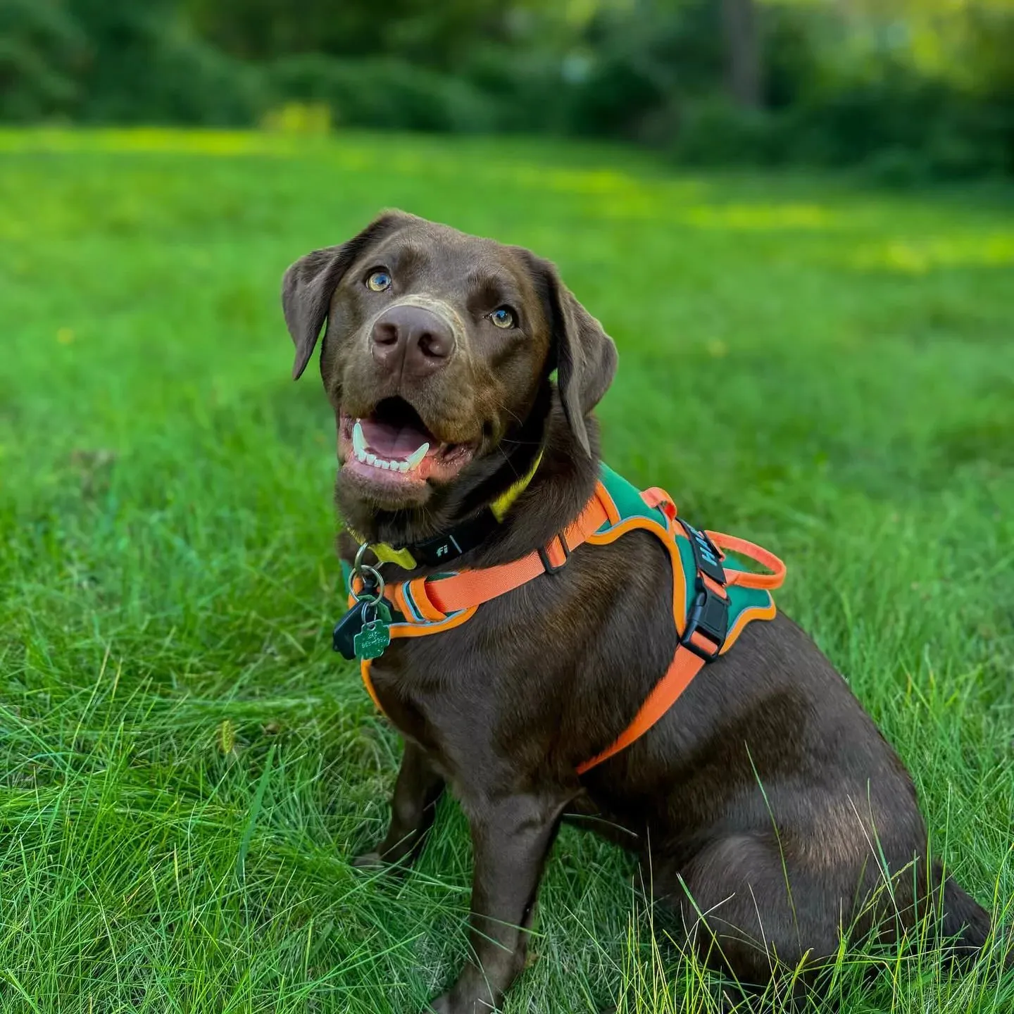 Orange Cyan Custom Canine Dog Y Harness | 2TLE