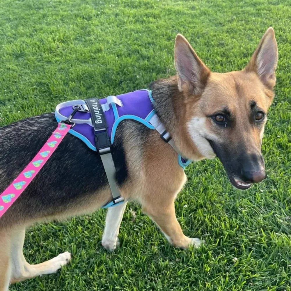 Orange Cyan Custom Canine Dog Y Harness | 2TLE