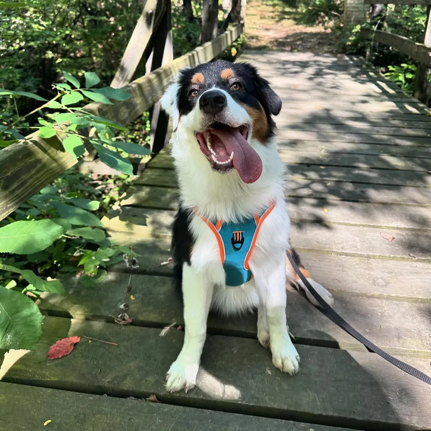 Orange Cyan Custom Canine Dog Y Harness | 2TLE