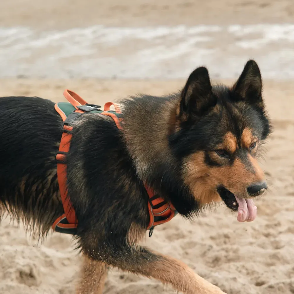 Orange Cyan Custom Canine Dog Y Harness | 2TLE