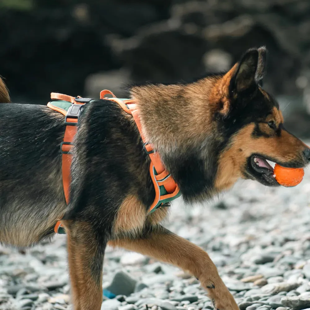 Orange Cyan Custom Canine Dog Y Harness | 2TLE