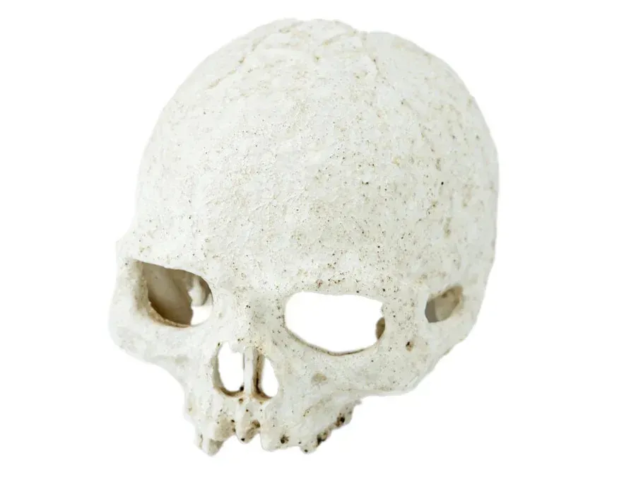 Pangea Human Skull Hide