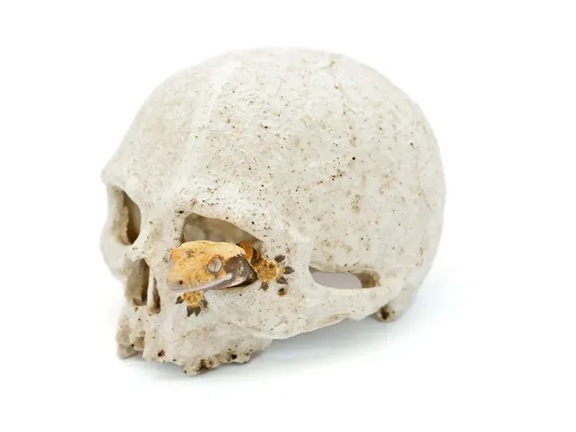 Pangea Human Skull Hide