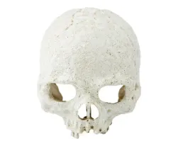 Pangea Human Skull Hide
