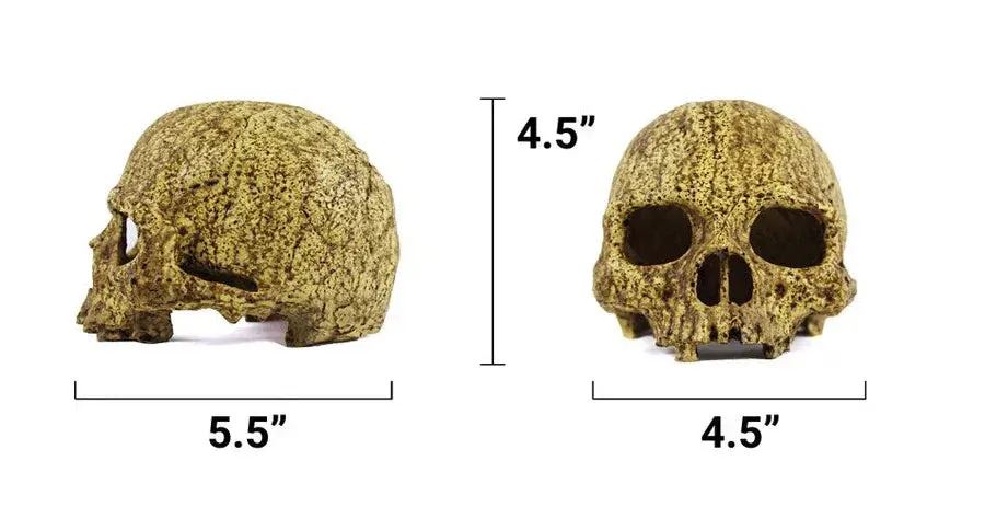 Pangea Human Skull Hide
