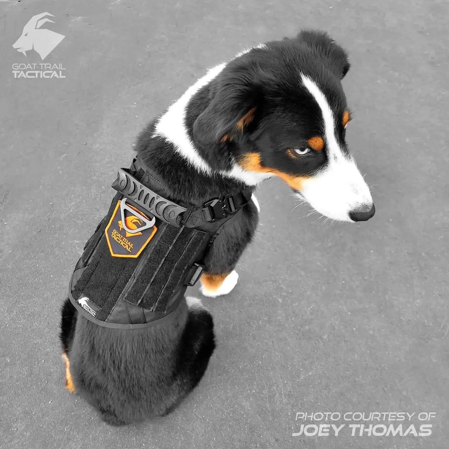 SSGLex™ Harness | Escape Proof Dog Harness