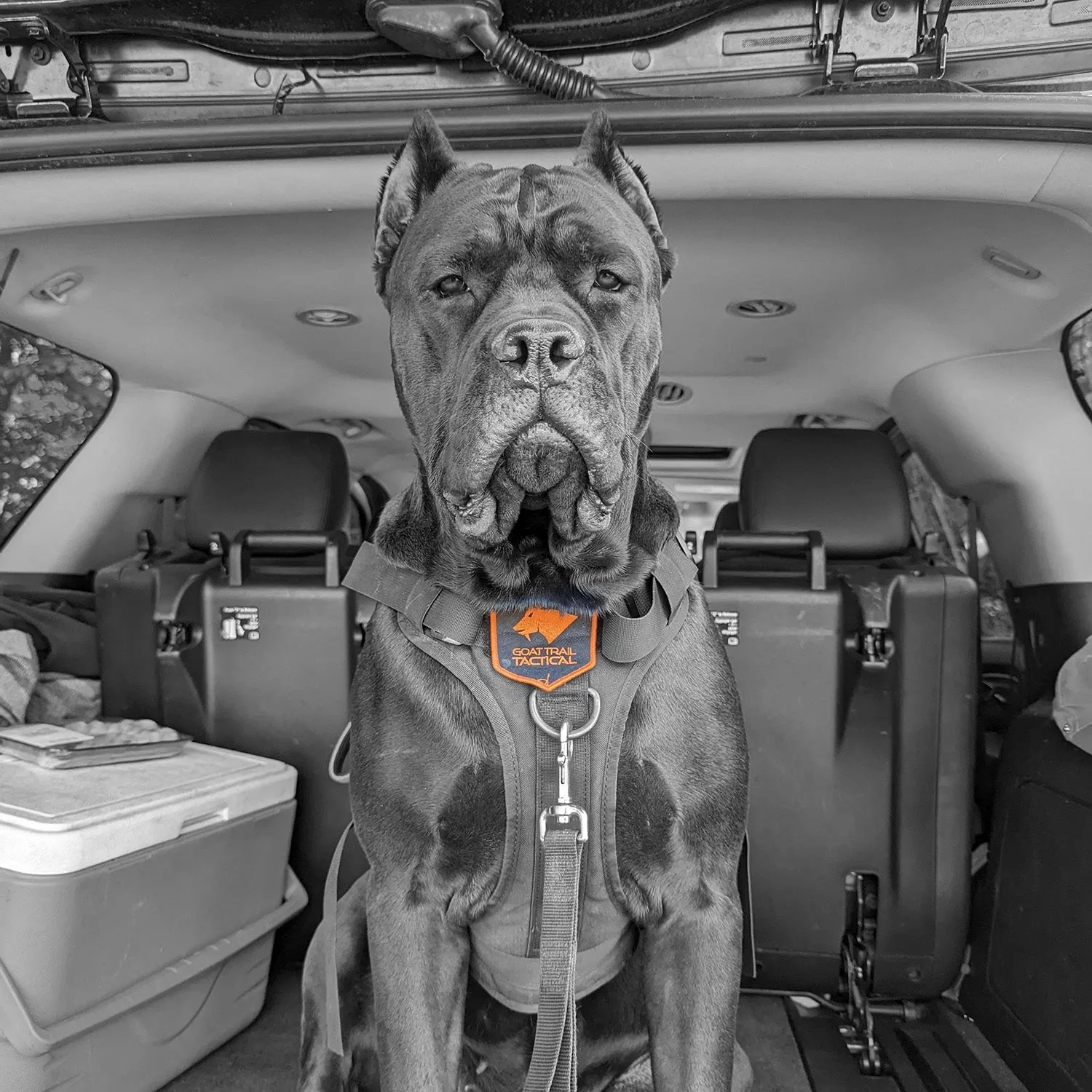 SSGLex™ Harness | Escape Proof Dog Harness