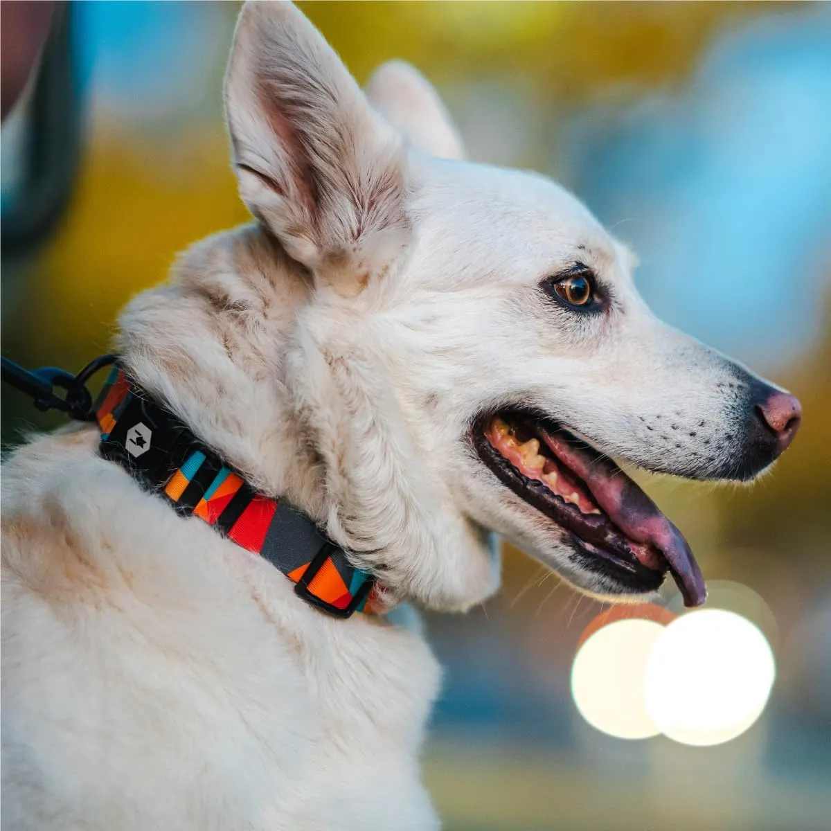 Wolfgang Heavy Duty, Adjustable Dog Collar with Quick Release Nylon Buckle for Walking & Training, ShatterShapes Print, Medium